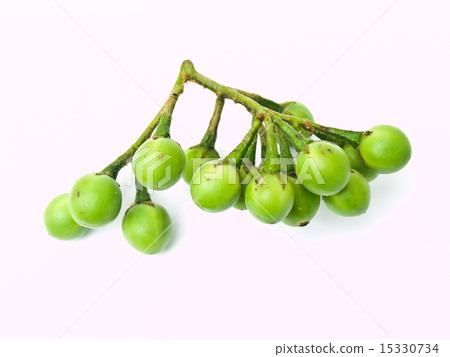 Pea Eggplant, Solanum torvum , isolated on white Pea Eggplant, Solanum torvum , isolated on white 15330734