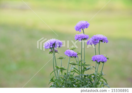 Scaviosa 15330891