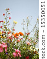  花園 15350051