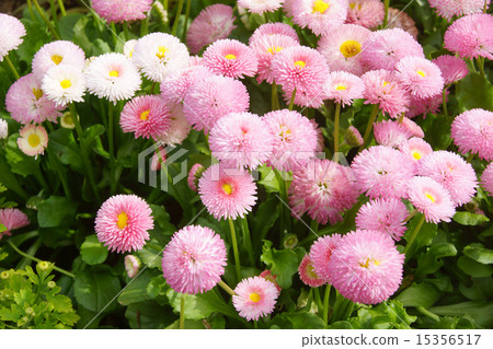 Daisy flowers 15356517
