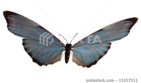 Blue Brown Butterfly Blue Brown Butterfly 15357511