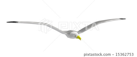 Seagull 15362753