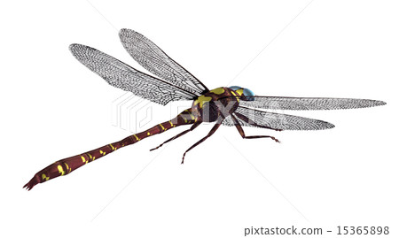 Dragonfly 15365898