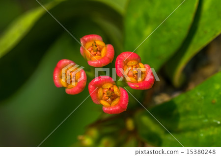 Hanaquilin, Euphorbiaceae, Madagascar Hanaquilin, Euphorbiaceae, Madagascar 15380248