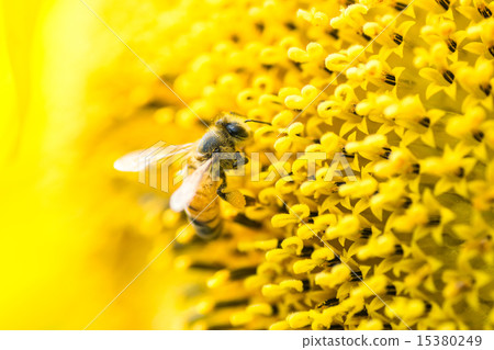 Bee and Titan sunflower (giant sunflower for edible) Bee and Titan sunflower (giant sunflower for edible) 15380249