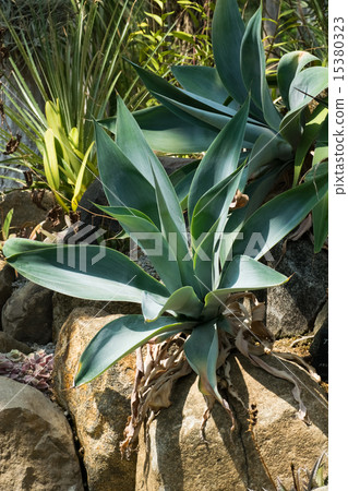 龍舌蘭/ Attenuatata,Acaridae 龍舌蘭/ Attenuatata,Acaridae 15380323
