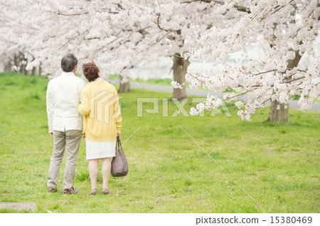 Senior and Sakura Senior and Sakura 15380469