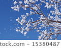 雪花 15380487