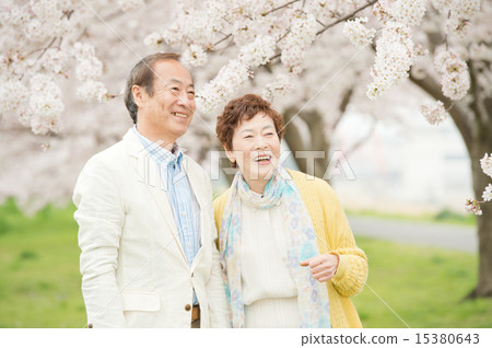 高級和櫻花 15380643