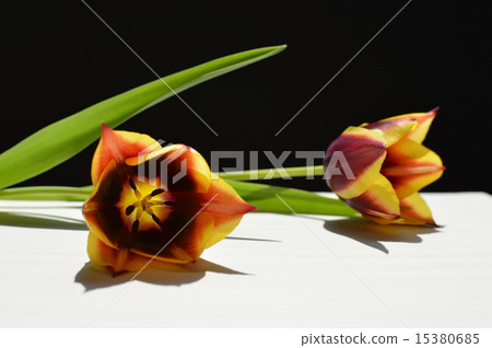 Two color blooming tulip 15380685