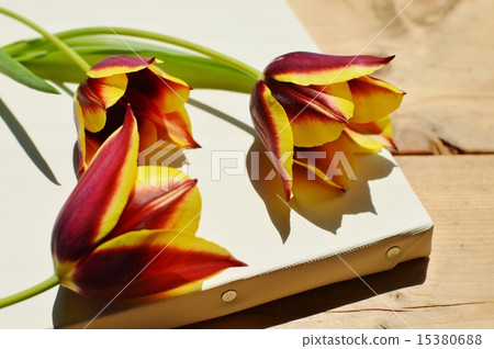 兩種顏色盛開的鬱金香和帆布 兩種顏色盛開的鬱金香和帆布 15380688