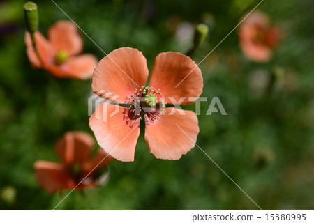 Flower (Nagami Hinagi Orange) Flower (Nagami Hinagi Orange) 15380995