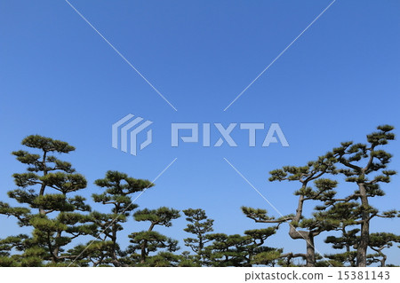 松樹景觀 松樹景觀 15381143