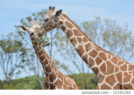 吃草的兩頭長頸鹿在動物園 吃草的兩頭長頸鹿在動物園 15381292