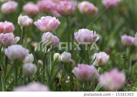 Tulip Angelique 15381303
