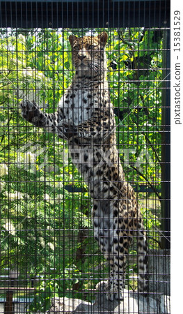 Amur leopard Amur leopard 15381529