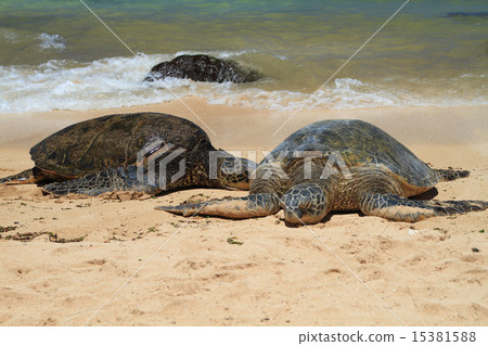 海龜夏威夷海龜Laniakea海灘 海龜夏威夷海龜Laniakea海灘 15381588