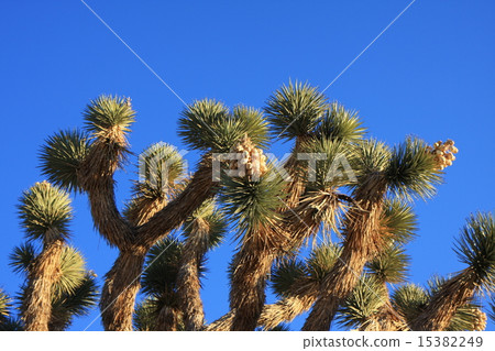 Joshua Tree 15382249