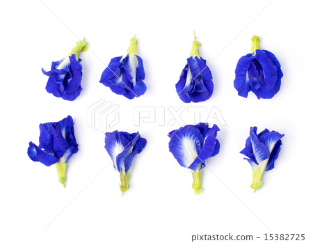 Butterfly Pea flower isolted set 15382725