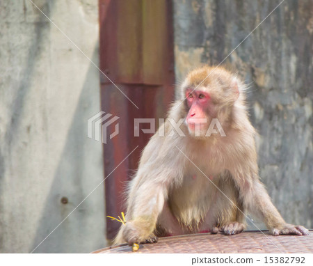在多摩動物公園的日本猴子 在多摩動物公園的日本猴子 15382792
