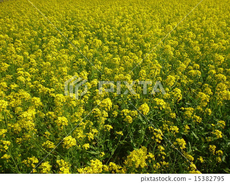 Nanohana花田@Ina Nanohana花田@Ina 15382795