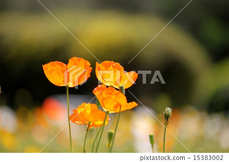 Poppy 15383002