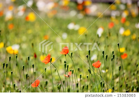 Poppy 15383003