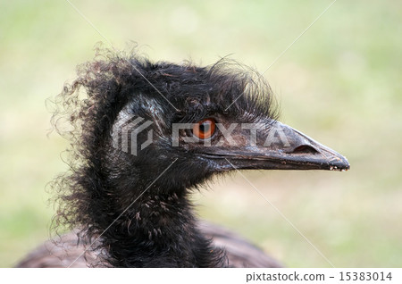 curly emu 15383014