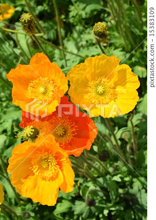 Poppy Poppy 15383109