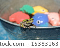 A frog 15383163