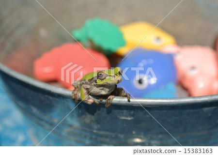 A frog A frog 15383163