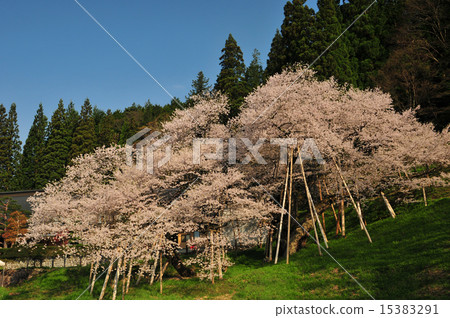 Horusuzakura 15383291