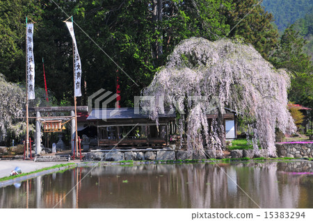 Fringed cherry blossoms of Shin Ming Shrine 15383294