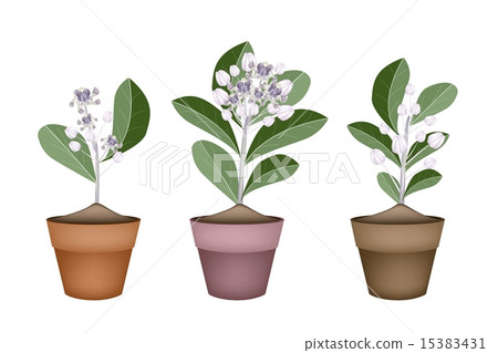 Fresh Calotropis Gigantea in Ceramic Flower Pots Fresh Calotropis Gigantea in Ceramic Flower Pots 15383431