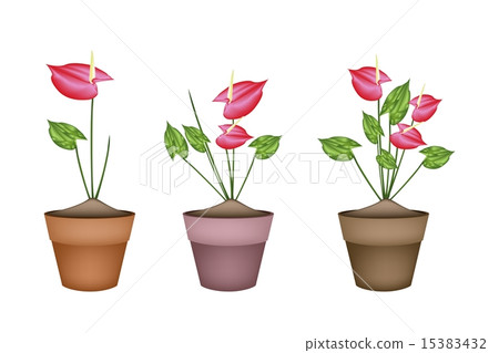 Anthurium Flowers or Flamingo Lily 15383432