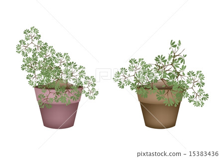 Two Green Trees and Plants in Ceramic Flower Pots Two Green Trees and Plants in Ceramic Flower Pots 15383436