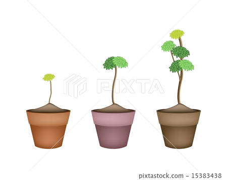 Yucca Tree and Dracaena Plant Ceramic Flower Pots Yucca Tree and Dracaena Plant Ceramic Flower Pots 15383438