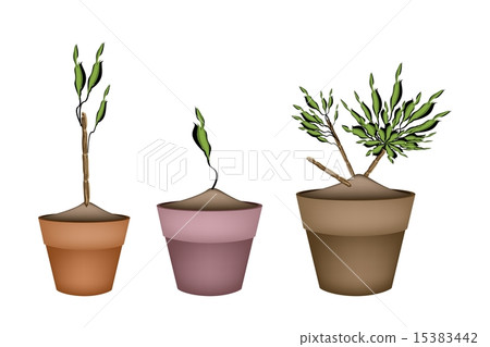 Yucca Tree and Dracaena Plant in Ceramic Pots 15383442