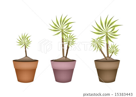 Three Yucca Tree and Dracaena Plant Ceramic Pots 15383443