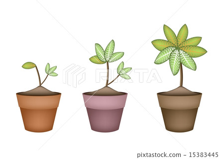 Dieffenbachia Picta Marianne Plant in Ceramic Pot Dieffenbachia Picta Marianne Plant in Ceramic Pot 15383445