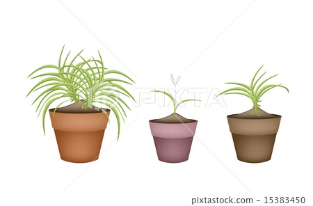 Three Dracaena Plants in Ceramic Flower Pots Three Dracaena Plants in Ceramic Flower Pots 15383450