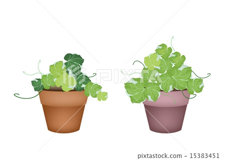 Two Polyscias Leaves in Ceramic Flower Pots Two Polyscias Leaves in Ceramic Flower Pots 15383451