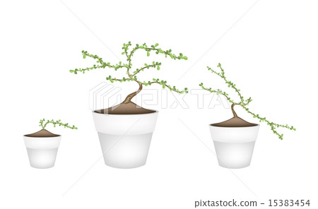 Three Masam Bonsai in Ceramic Flower Pots 15383454