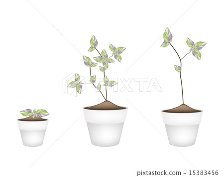 Three Acanthaceae Plants in Ceramic Flower Pots 15383456