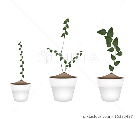 Three Creeper Plant in Ceramic Flower Pots Three Creeper Plant in Ceramic Flower Pots 15383457