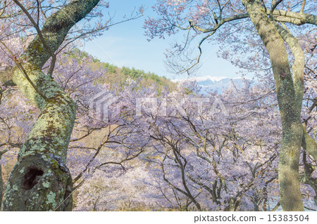 高櫻桃樹 高櫻桃樹 15383504