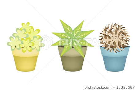 Lovely Trees and Plants in Terracotta Flower Pots 15383597