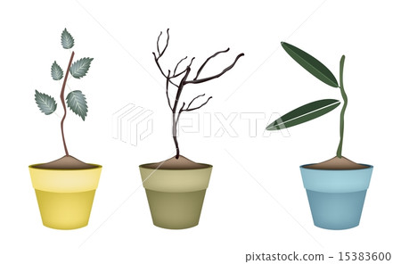 Fresh Green and Dry Plants in Flower Pots 15383600