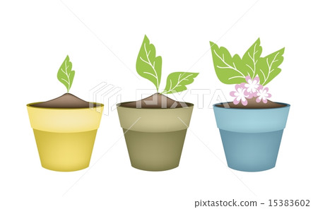 Beautiful Pink Flower in Terracotta Flower Pots 15383602
