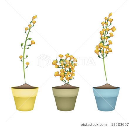 Yellow Padauk Flower in Ceramic Flower Pots 15383607